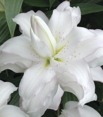 Lilie Lotus Beauty - Lilium - cibule lilií - 1 ks