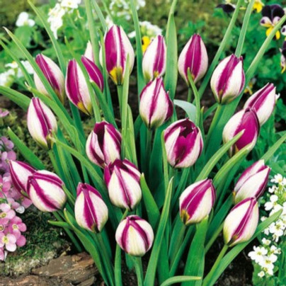 Tulipán Persian Pearl - Tulipa humilis - cibule tulipánů - 3 ks