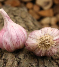 Sadbový česnek Skalka - paličák - Allium sativum - cibulky česneku - 1 balení