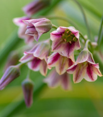 Česnek sicilský - Allium siculum - cibule česneků - 5 ks