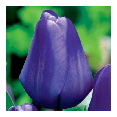 Tulipán Triumph Blue - Tulipa - cibule tulipánů - 3 ks