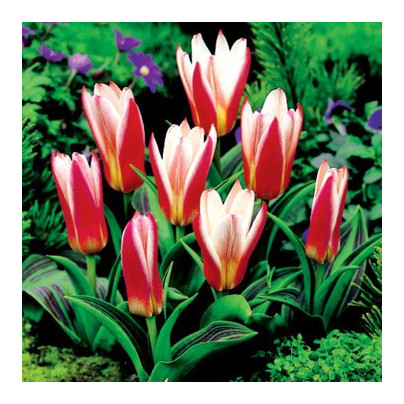 Tulipán Hearts Delight - Tulipa - cibule tulipánů - 3 ks