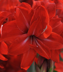 Hvězdník Double Delicious - Hippeastrum - cibule hvězdníků - 1 ks