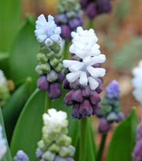 Modřenec Grape Ice - Muscari - cibule modřenců - 5 ks