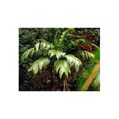 Palma mexická - Geonomma Interrupta - osivo palmy - 5 ks