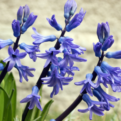 Hyacint mnohokvětý modrý - Hyacinthus - cibule hyacintů - 1 ks