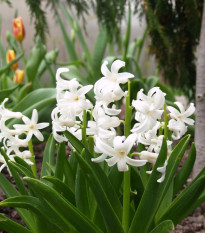 Hyacint mnohokvětý bílý - Hyacinthus - cibule hyacintů - 1 ks