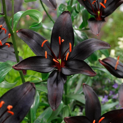 Lilie Blacklist - Lilium - cibule lilií - 1 ks