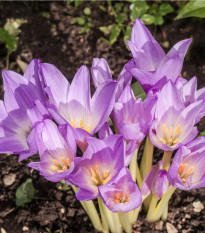 Ocún Naháček - Colchicum giant - hlízy ocúnů - 1 ks