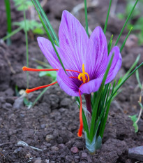 Šafrán setý - Crocus sativus - hlízy šafránů - 3 ks