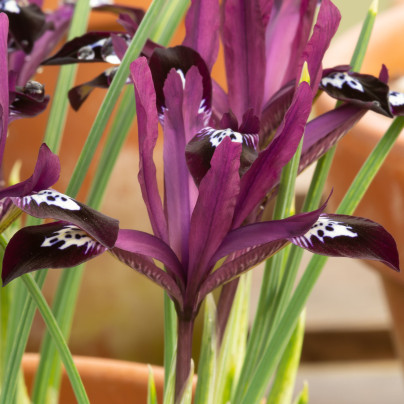 Kosatec síťkovaný Pauline - Iris reticulata - cibulky kosatců - 3 ks