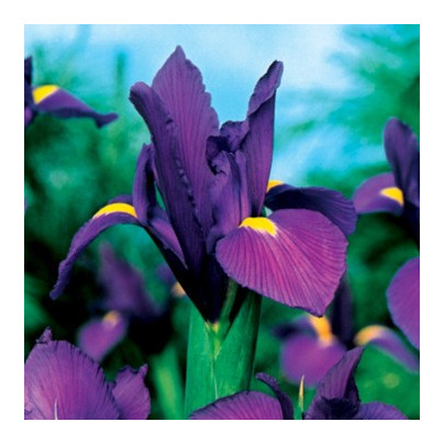 Kosatec holandský Purple Sensation - Iris hollandica - cibulky kosatců - 3 ks