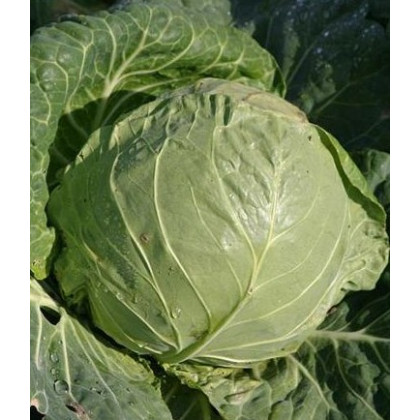 BIO Bílé zelí Premier - prodej bio semen - Brassica oleracea - 0,3 gr