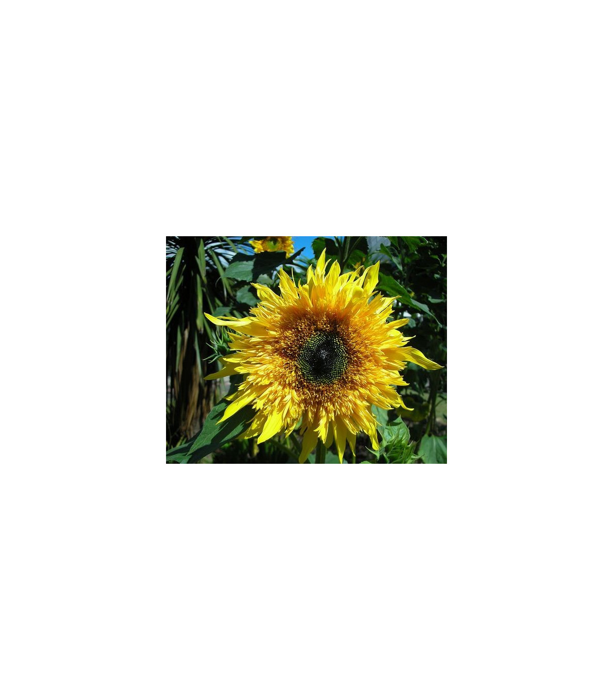 Slunečnice Surprise F1 - Helianthus annuus - osivo slunečnice - 7 ks