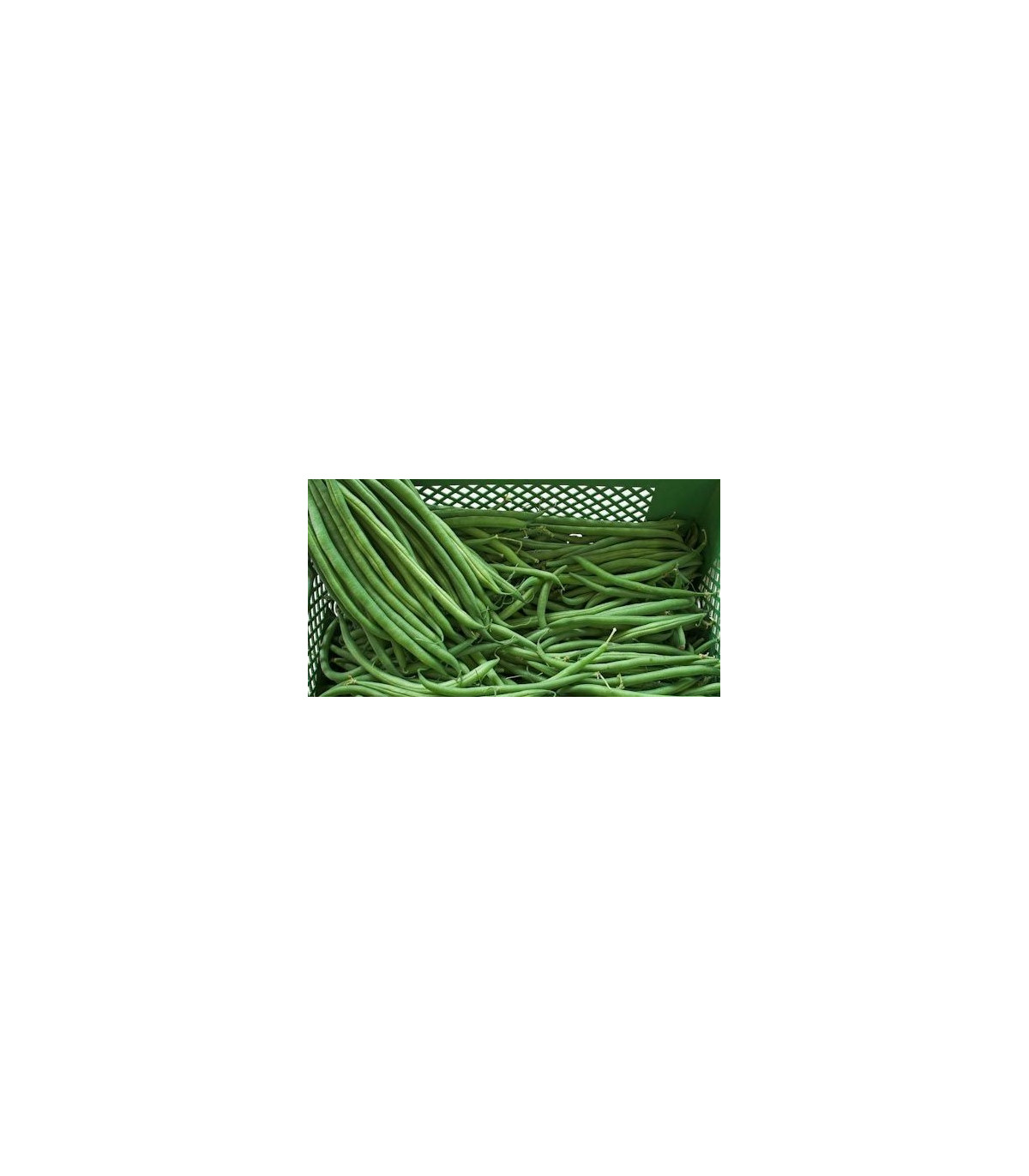 Fazole keříčková Newton - Phaseolus vulgaris var. nanus - osivo fazole - 8 ks