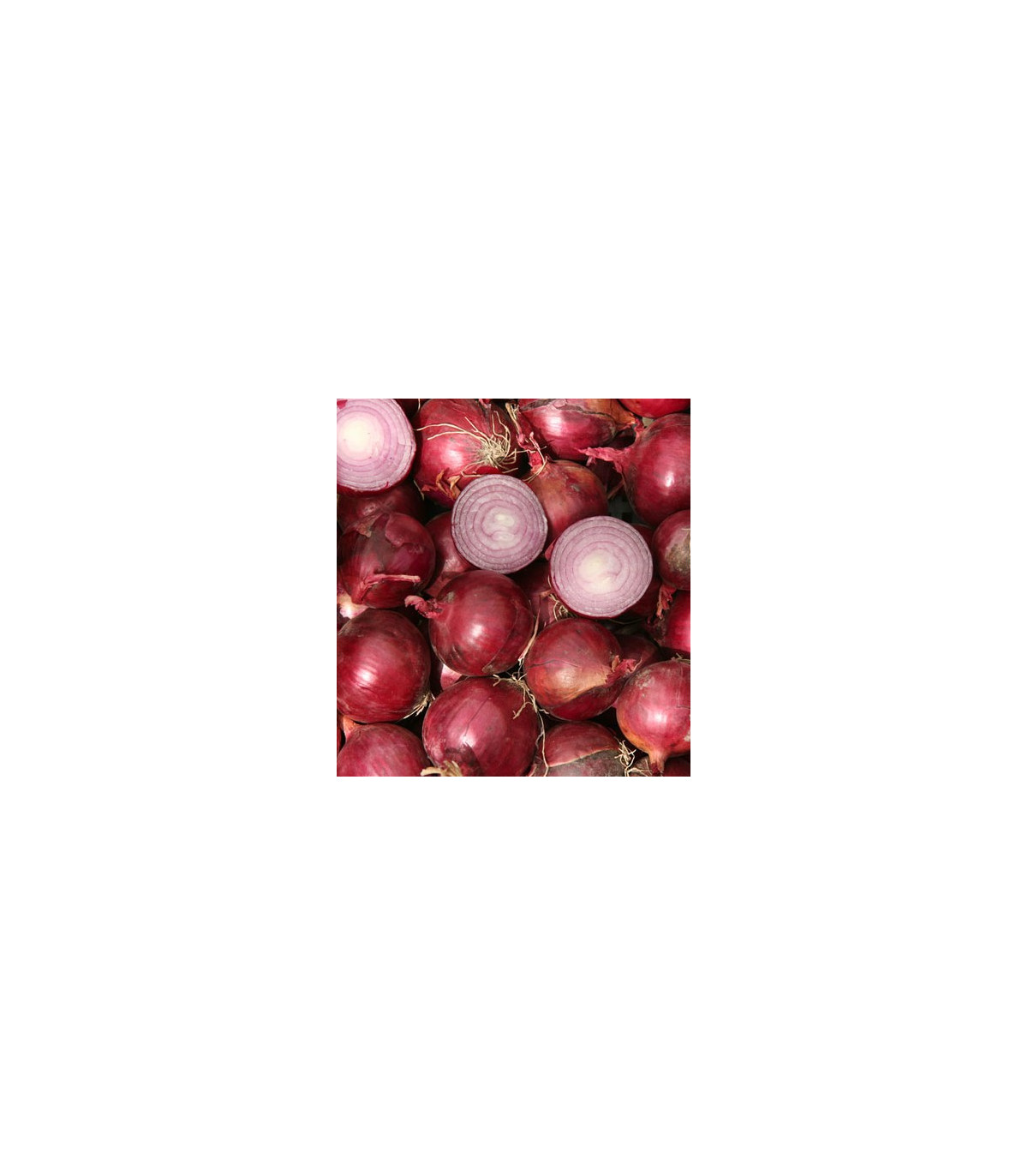 Cibule Červený baron - Allium cepa L. - prodej osiva cibule - 0,08 gr