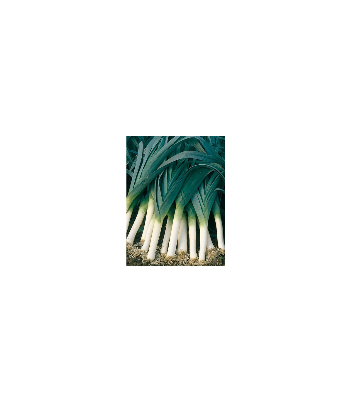 BIO Pór Belton F1 - Allium porrum - bio osivo póru - 10 ks