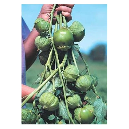 Tomatillo Cisineros - Physalis ixocarpa - osivo tomatilla - 7 ks