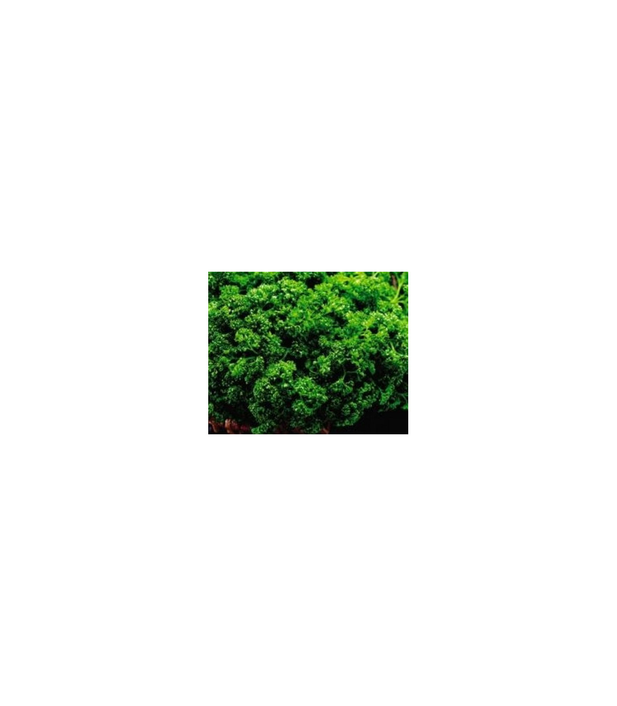 Petržel Clivi - Petroselinum crispum - semena petržele - 1 g