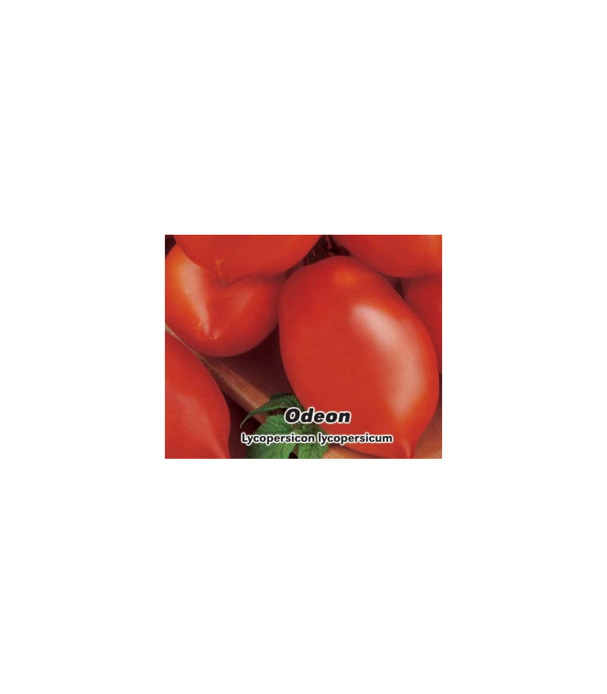 Rajče Odeon - Lycopersicon lycopersicum - osivo rajčat - 0,1 g