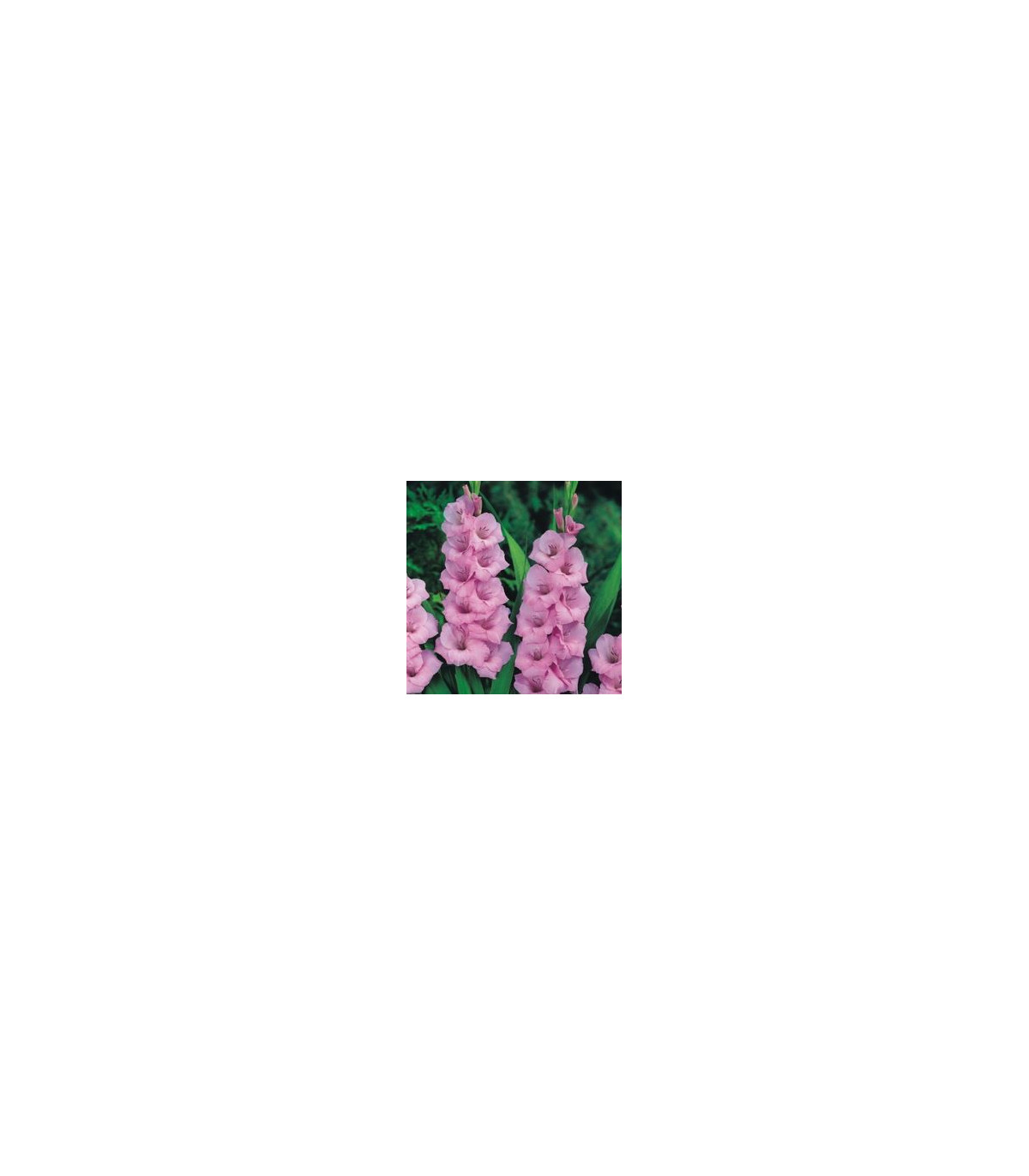 Gladiol růžový - cibule Gladiol - 3 ks