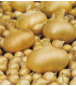 Cibule žlutá štutgartská - Allium cepa - osivo cibule - 250 ks