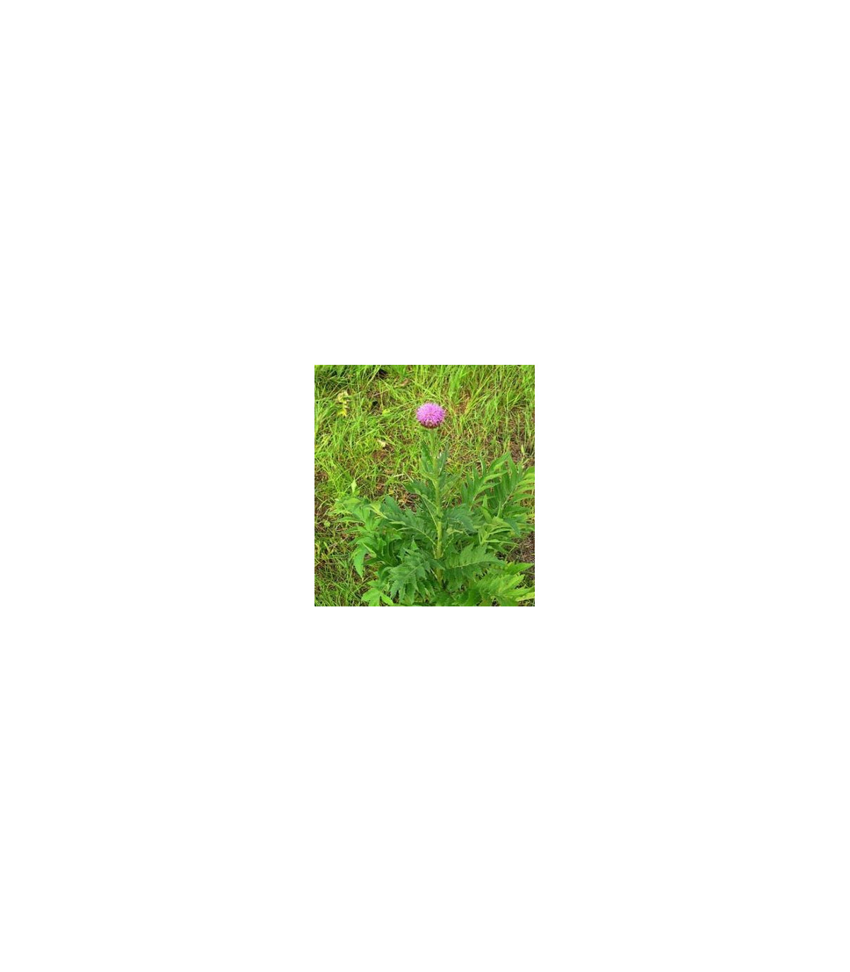 Maralí kořen- Leuzea carthamoides- semena Leuzei- 60 ks
