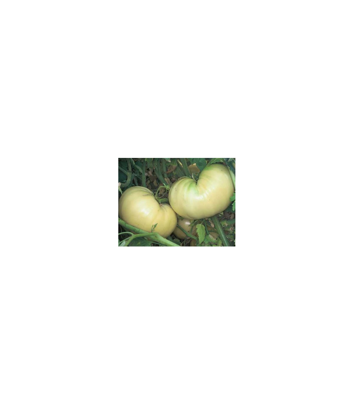 Rajče bílé - Solanum lycopersicum - osivo rajčat - 6 ks
