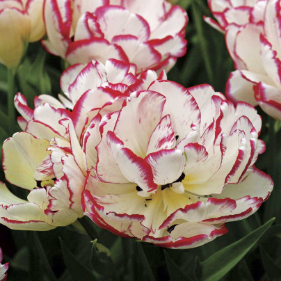 Tulipán Belicia - Tulipa - cibule tulipánů - 3 ks