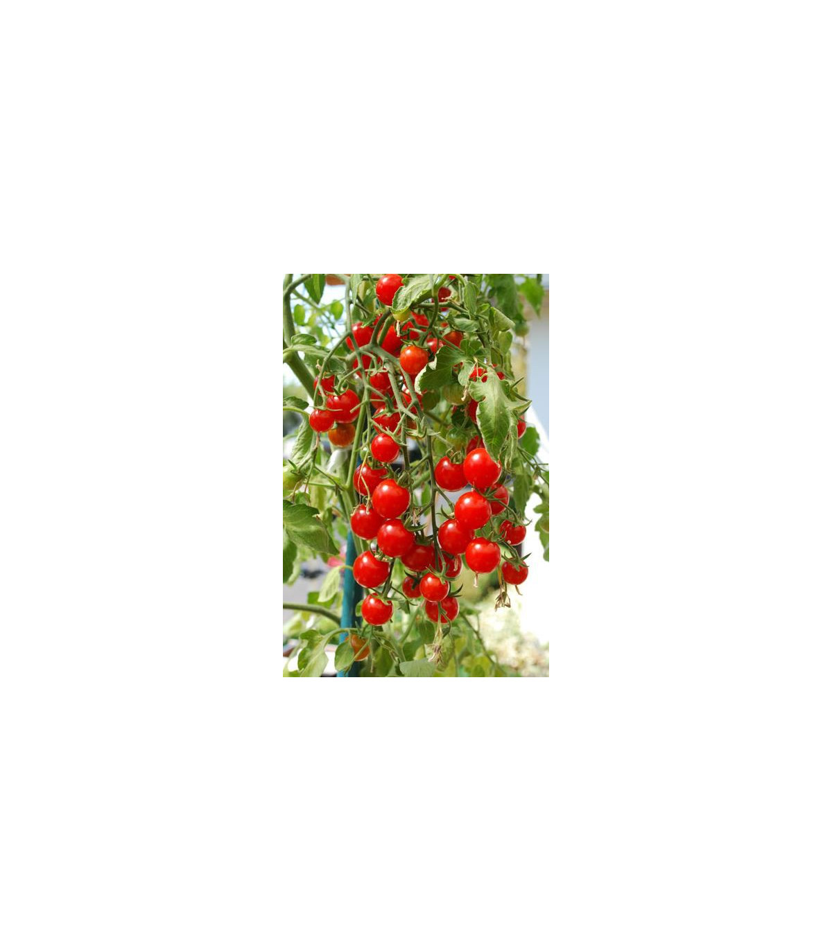 Rajče koktejlové Bistro - Solanum lycopersicum - osivo rajčat - 15 ks