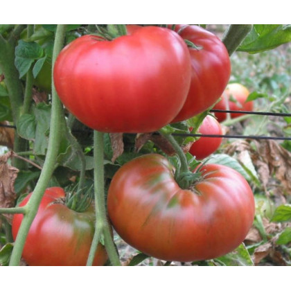 Rajče Virginia F1 - Lycopersicon lycopersicum - osivo rajčat -5 ks