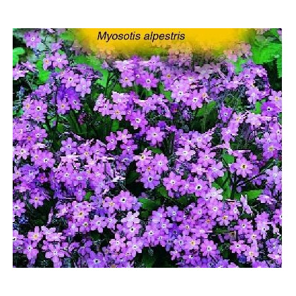 Pomněnka alpinská - Myosotis alpestris - osivo pomněnky - 180 ks