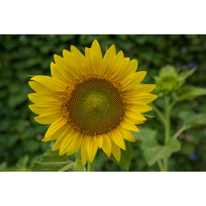 Slunečnice Topolino - Helianthus annuus - osivo slunečnice - 7 ks