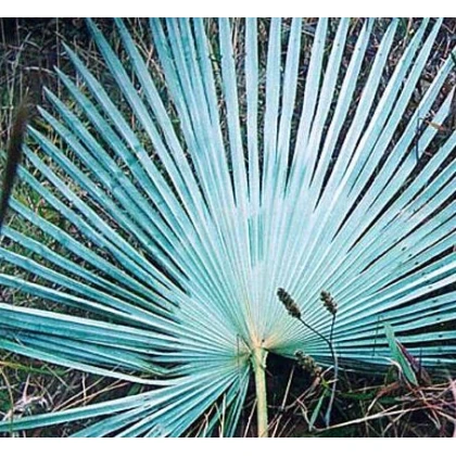 Palma stříbrná - Nannorrhops arabica - osivo palmy - 3 ks