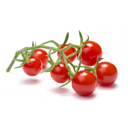 Divoká rajčátka - Solnum pimpinellifolium - prodej semen divokých rajčat - 6 ks