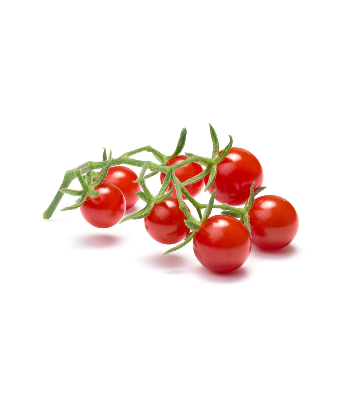 Divoká rajčátka - Solanum pimpinellifolium - osivo rajčat - 6 ks