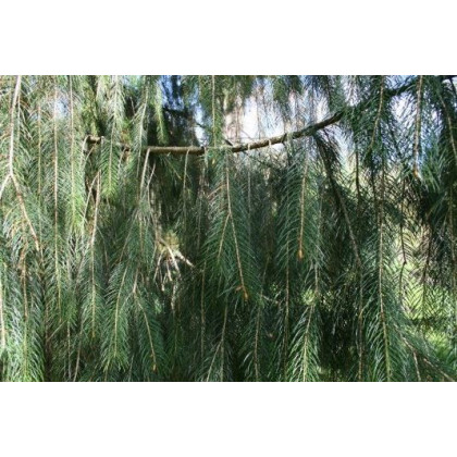 Smrk himalájský - Picea smithiana - osivo smrku - 8 ks