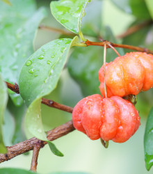 Surimajská třešeň - Martej jednokvětá - Eugenia Uniflora - osivo třešně - 2 ks