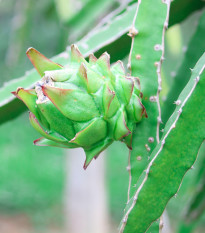 Pithaya- Pythaya, Pitaya- semena Pitaji- 4 ks