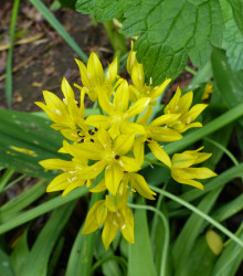 Česnek žlutý Moly - Allium moly - cibule česneku - 3 ks