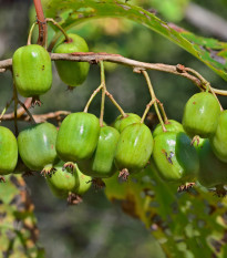 Minikiwi - Actinidia arguta - osivo minikiwi - 5 ks