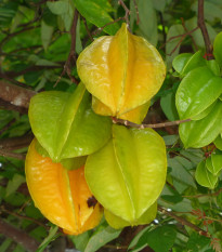 Karambola Bilimbi - Okurkový strom - Averrhoa carambola - osivo karamboly - 5 ks