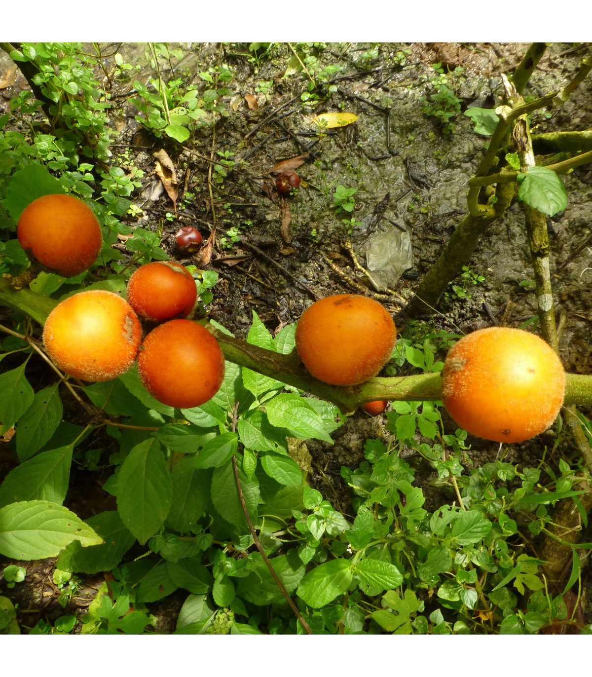 Solanum sessiliflorum - Solanum sessiliflorum - osivo solanum - 10 ks