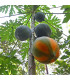 Papája červená - Carica papaya - osivo papáji - 5 ks