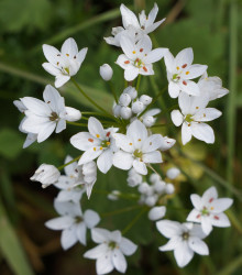 Česnek okrasný - Allium neapolitanum - cibule česneků - 3 ks