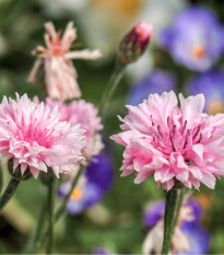 Chrpa luční růžová - Centaurea cyanus - osivo chrpy - 65 ks