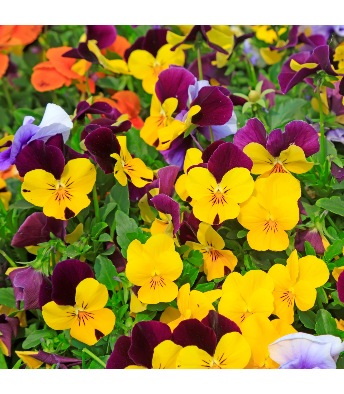 Violka rohatá směs barev - Viola cornuta - osivo violky - 300 ks