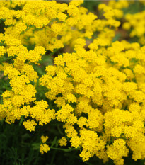 Tařice skalní Gold dust - Alyssum saxatile - osivo tařice - 150 ks