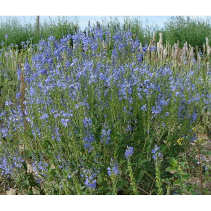 Modrá louka zvonečková - osivo Planta Naturalis - směs lučních květin a trav - 10 g