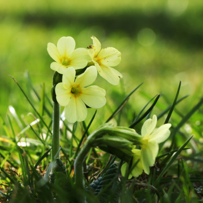 Prvosenka velkokvětá Oxlip - Primula elatior - osivo prvosenky - 20 ks